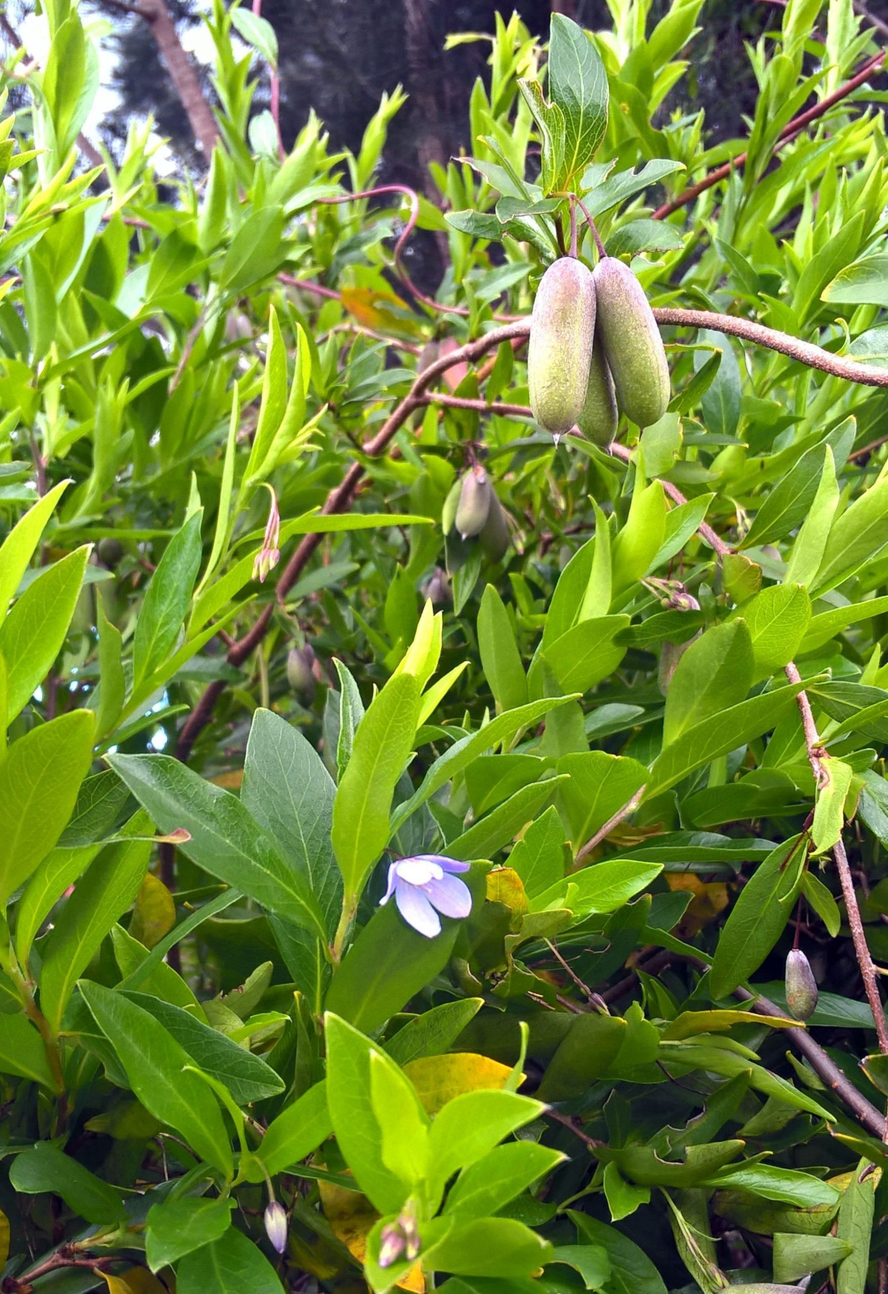 Blue bell creeper (WA)